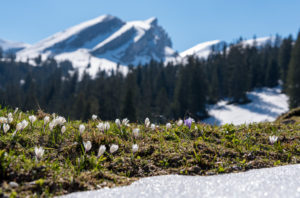 Bergfrühling