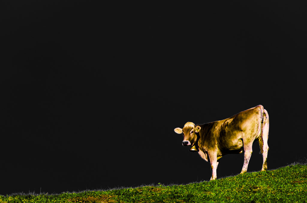 Magic Cow Magic Cow