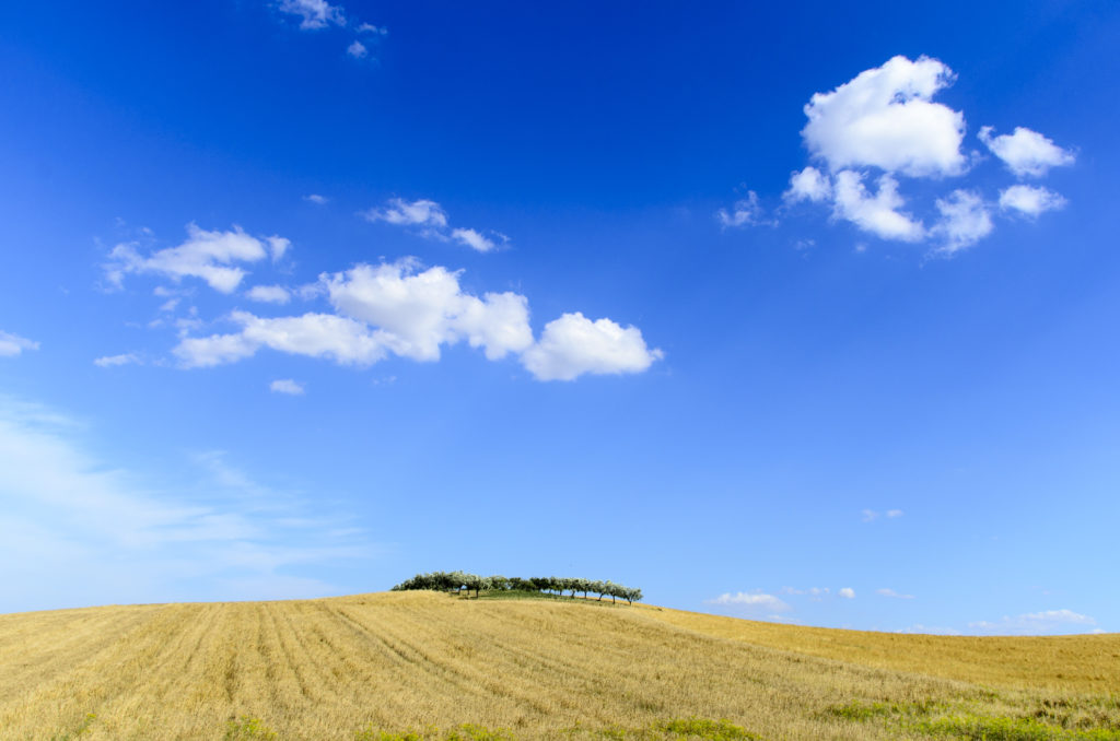 Olivenhain Olivenbäume in weiter Ferne auf einem Hügel mitten in einem Weizenfeld