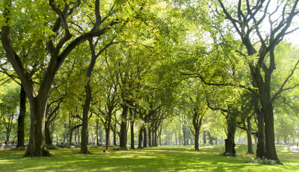 alte Bäume im frischen Grün im Central Park in New York