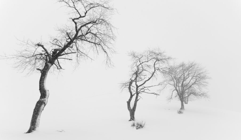 Drei Baumskelette im Nebel und Schnee Weiss