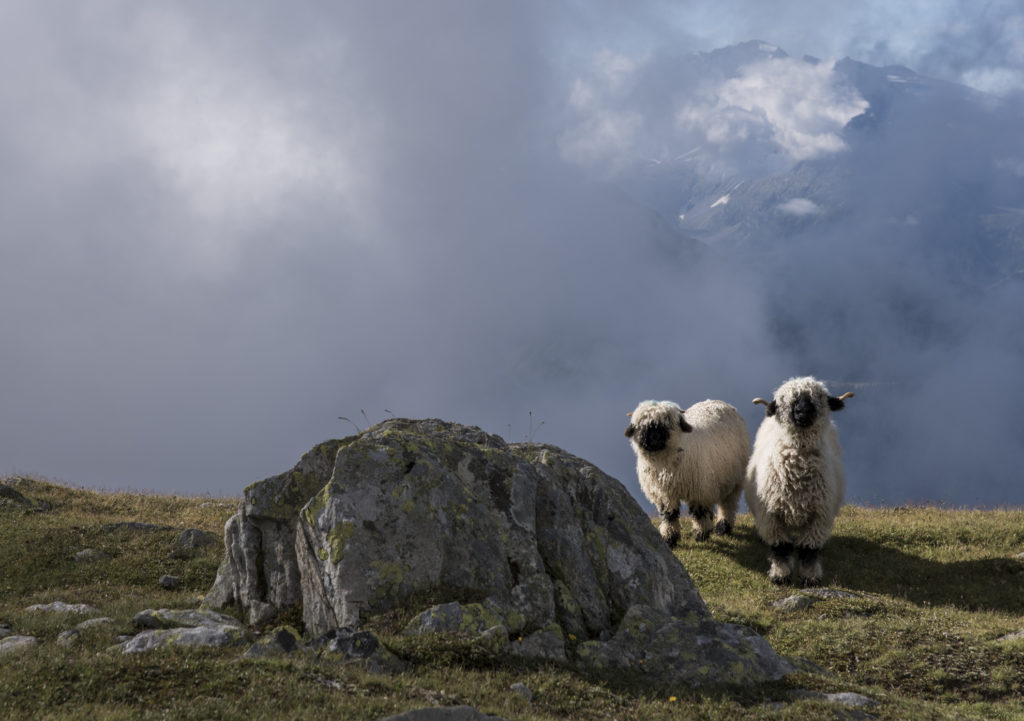 zwei neugierige Schwarznasen-Schafe neben einem grossen Stein