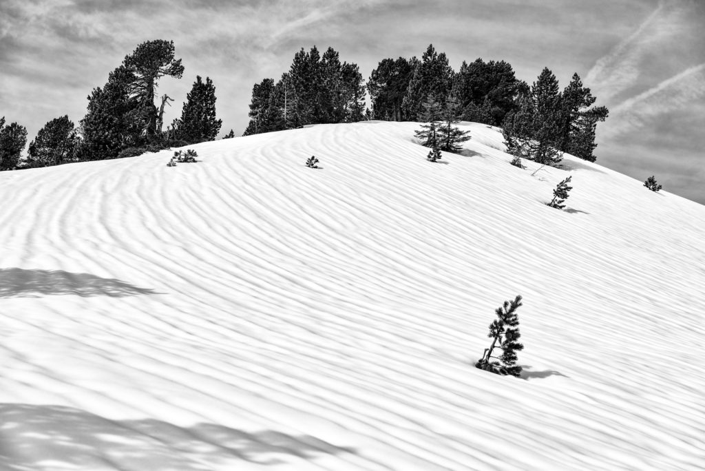 verkr&uuml;ppelte F&ouml;hren widerstehen im Schnee dem harten Winter