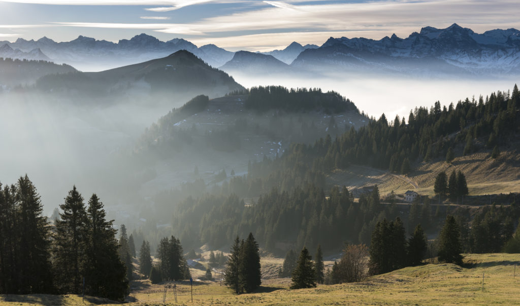 auf der Rigi Nadelwald knapp über der Nebelgrenze auf der Rigi