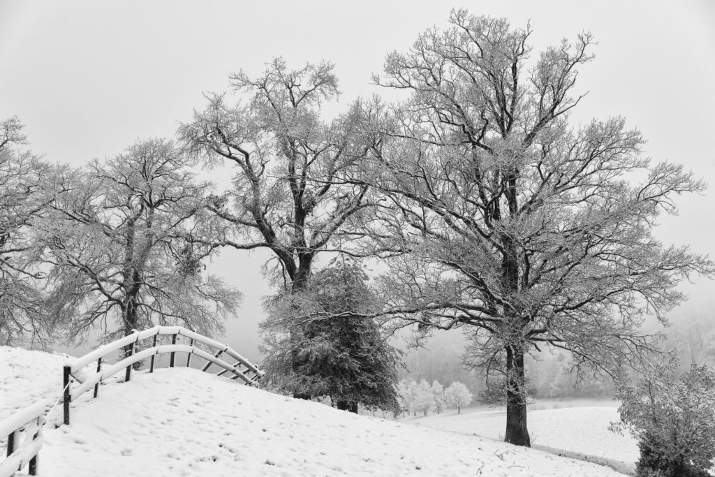 blattlose, alte B&auml;ume im Winternebel