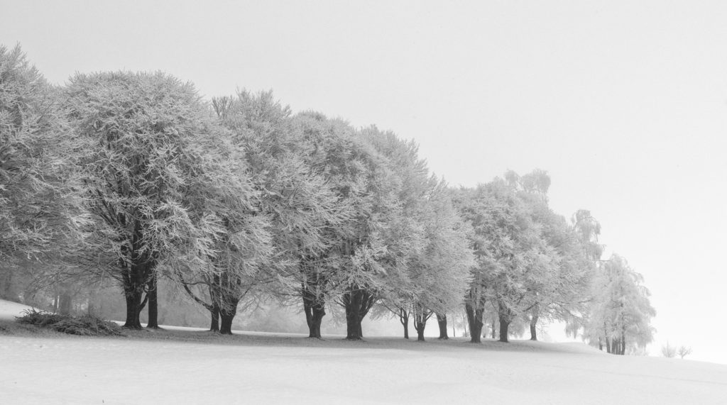 Alte Bäume stehen majestätisch und schnee-gepudert im Nebel