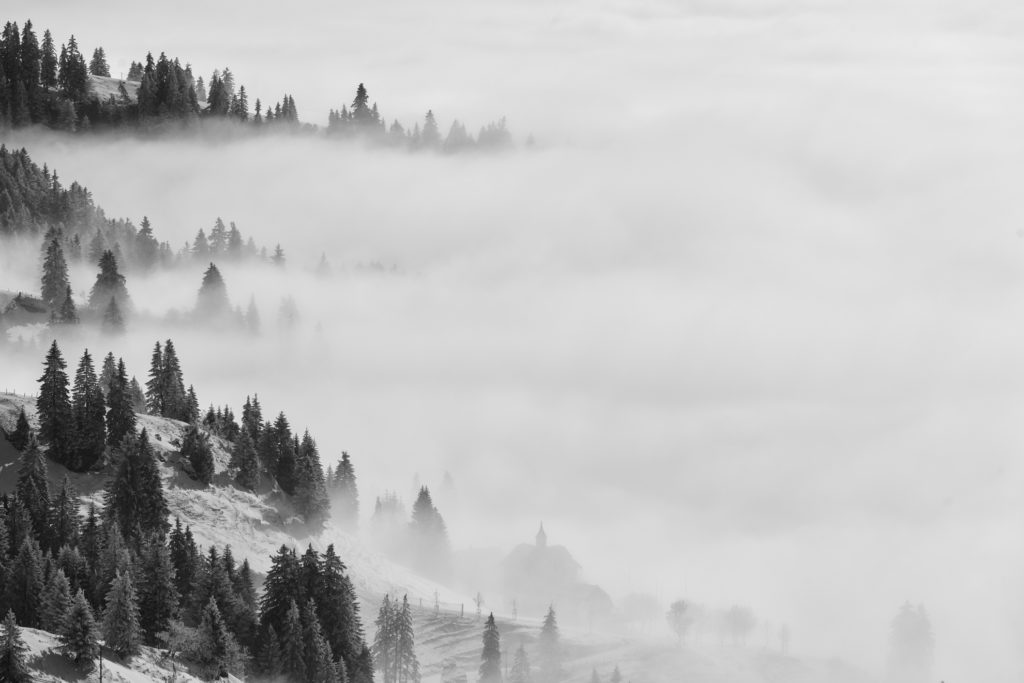 Nebelschwaden ziehen durch die grauen Nadelb&auml;ume