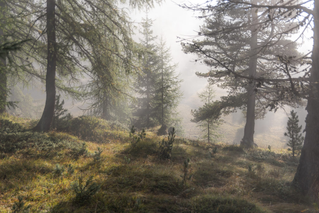 Blick durch den pastellfarbenen L&auml;rchenwald im sich lichtenden Morgennebel