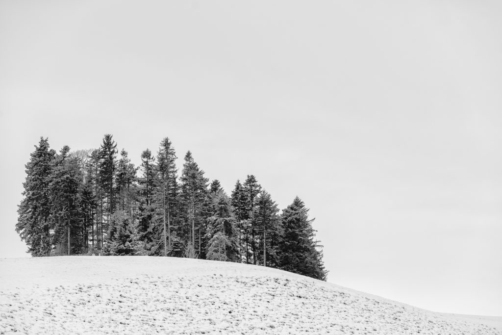 schwarz-weiss Landschaft, holzschnittartig, Tannengruppe gegen den Horizont