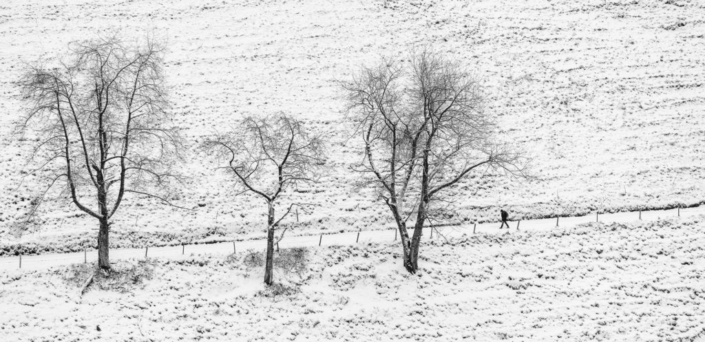 schwarz-weiss Landschaft, holzschnittartig, 3 B&auml;ume am Weg, einsamer Wanderer