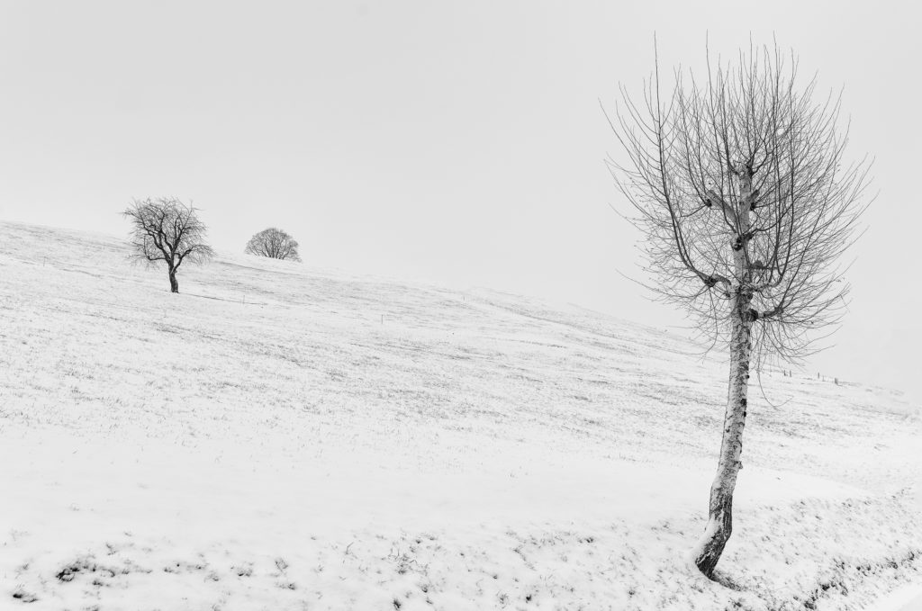 schwarz-weiss Landschaft, holzschnittartig, kahle Birke und Obstb&auml;ume