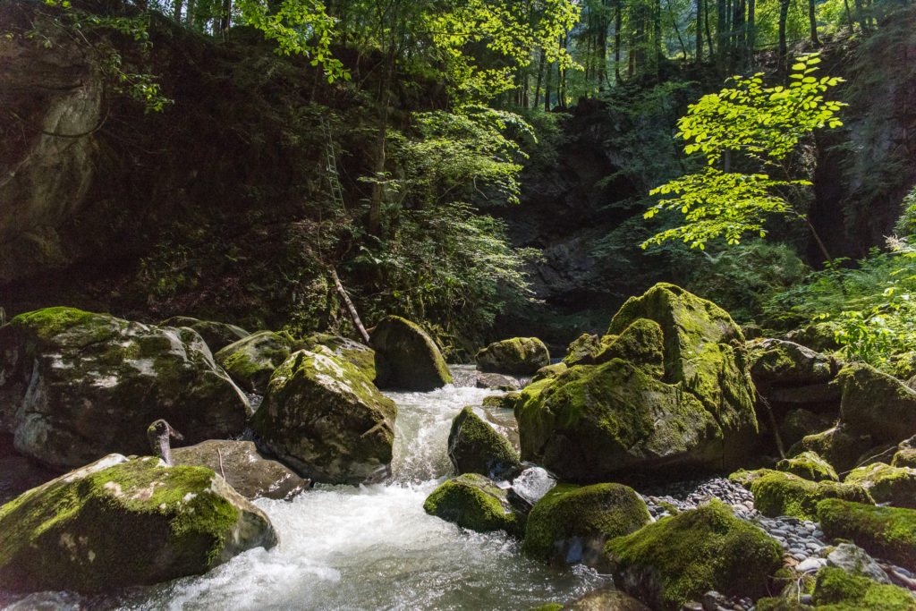Flusslandschaft im lichtdurchfluteten Wald mit moosbewachsenen Steinblöcken