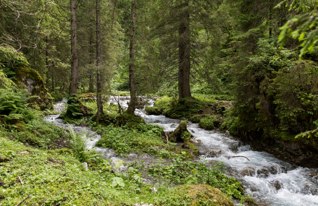 sich frei durch den Wald schlängelnder Flusslauf mit schäumenden Stufen