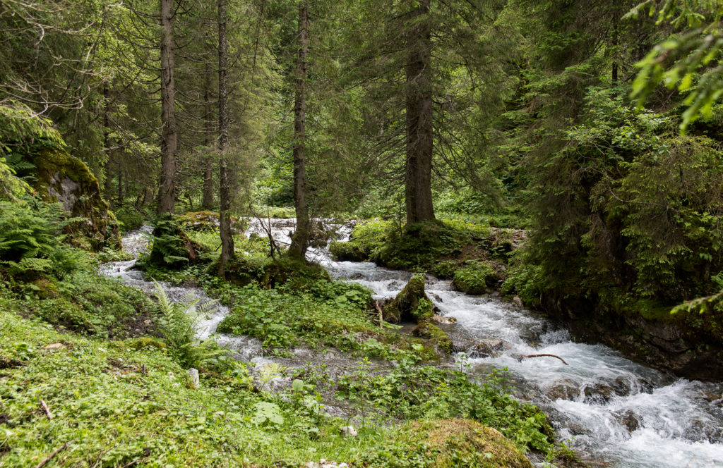 am Ursprung der Muota sich frei durch den Wald schlängelnder Flusslauf mit schäumenden Stufen