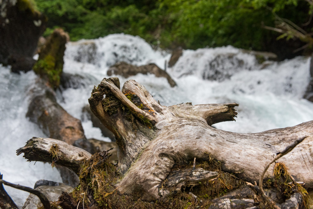 glattpolierter Baumstrunk an stiebendem Flusslauf