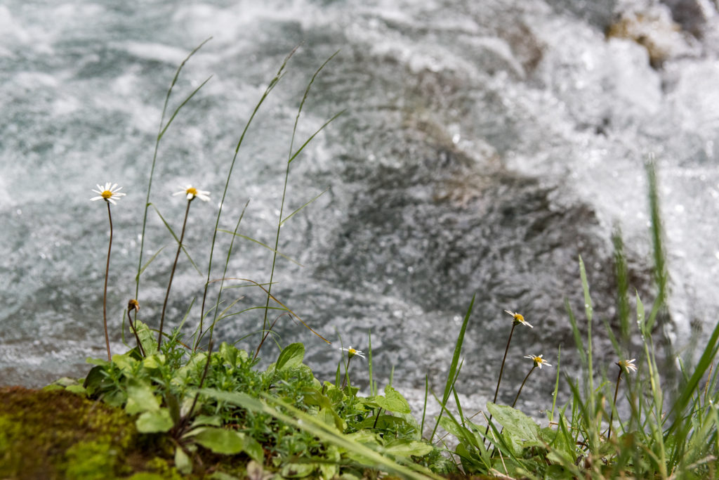 Nahaufnahme zarter Blumen vor schäumendem Wasserlauf