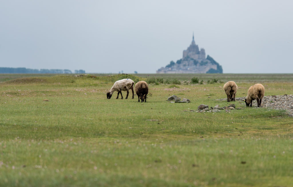Breizh, Bretagne, Mont Saint Michel aus der Distanz, im Vordergrund weidende Schafe