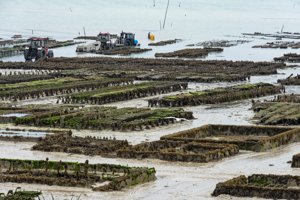 Breizh, Bretagne, Cancale, Austernb&auml;nke bei Ebbe, Traktoren bis zum Motor im Wasser