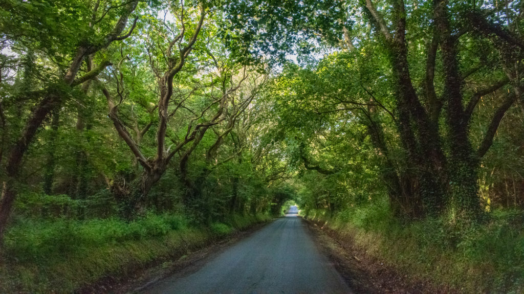 Breizh, Bretagne, gerade Strasse durch dichten Wald in hellem Gr&uuml;n