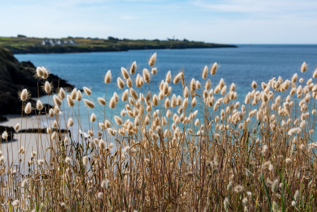 Breizh, Bretagne, Strandhafer an der K&uuml;ste bei Pointe de St.Mathieu
