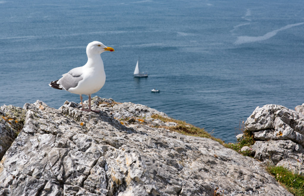 Breizh, Bretagne, Pointe de Penhir, Möve auf einem Felsvorsprung im Hintergrund das Meer mit Segelboot