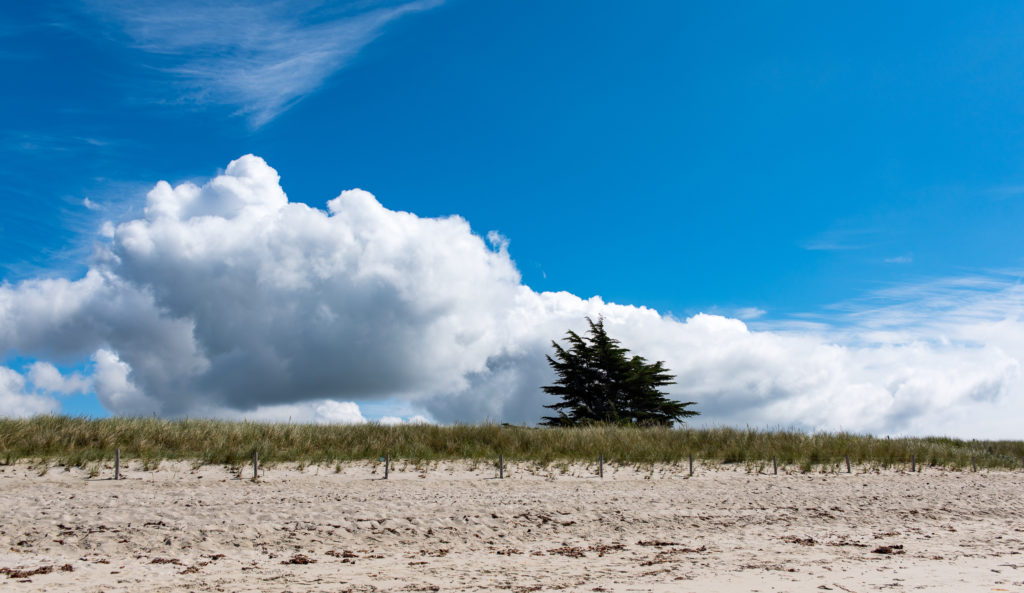 Breizh, Bretagne, Gewitterwolken und windzerzauste Tanne am Strand von Kerler