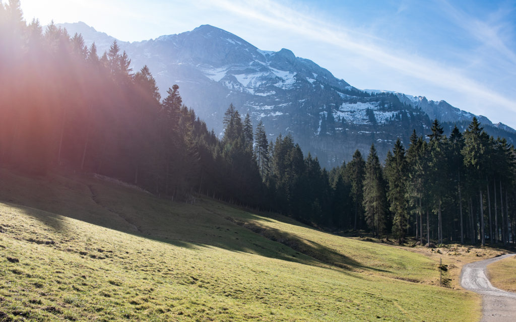 Bergwald im Streiflicht, im Hintergrund schneebedeckte Berge
