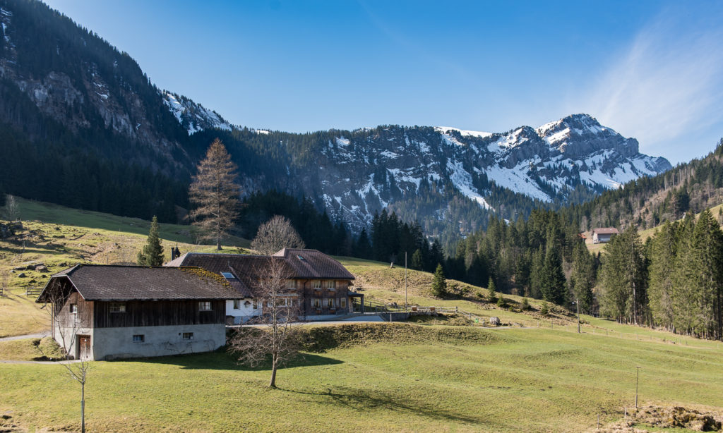 Alpwirtschaft im Fr&uuml;hling im Hintergrund schneebedeckte Berge
