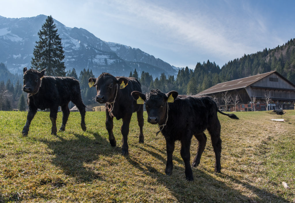 neugierige junge K&auml;lber im Gegenlicht auf der Weide