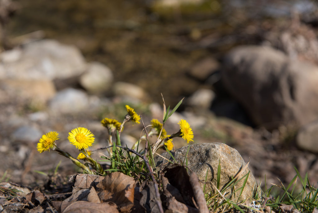 an der Sonne bel&uuml;hender Huflattich im Hintergrund Bergbach