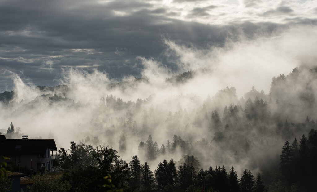Foto mit Nebelschwaden aus dem Wald aufsteigend im fr&uuml;hen Morgenlicht