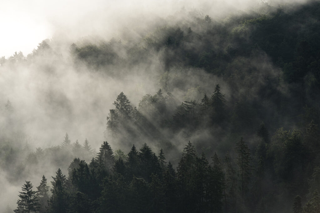 Wald im Nebel verhüllt und im schrägen Streiflicht