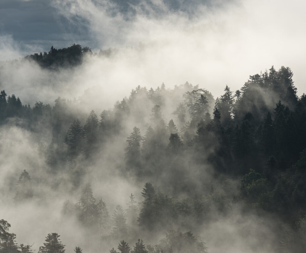 Foto mit Nebelschwaden aus dem Wald aufsteigend im frühen Morgenlicht