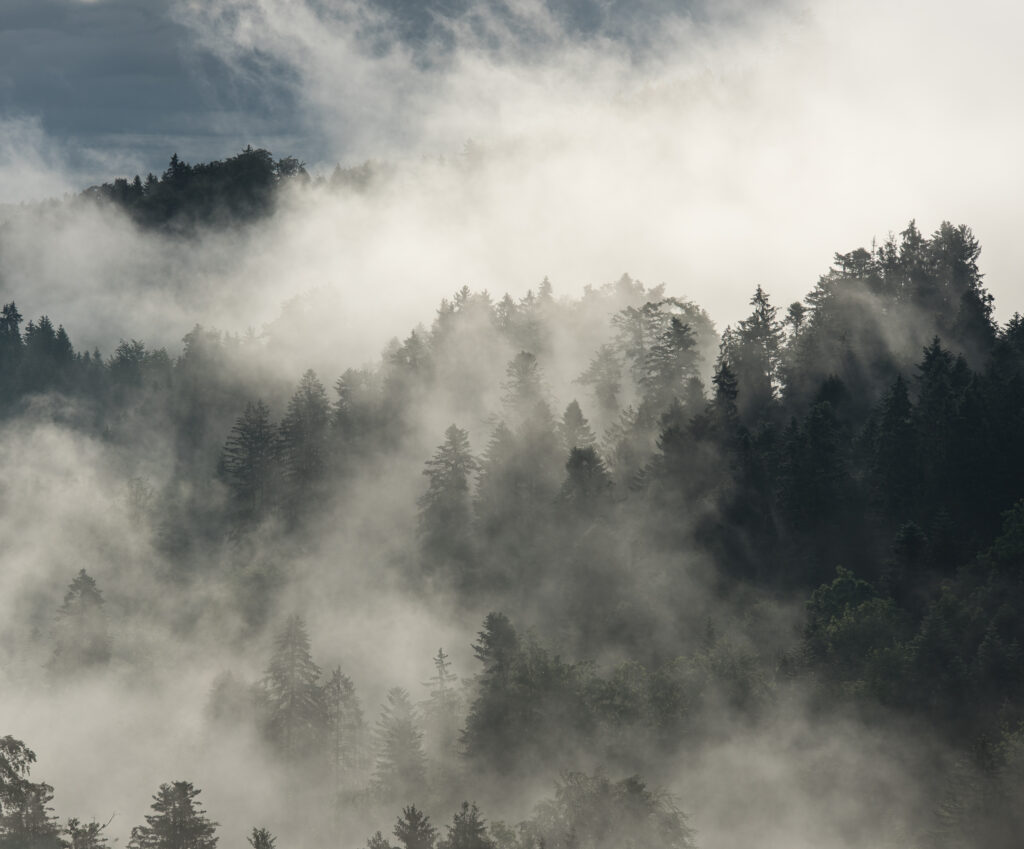 Foto mit Nebelschwaden aus dem Wald aufsteigend im fr&uuml;hen Morgenlicht