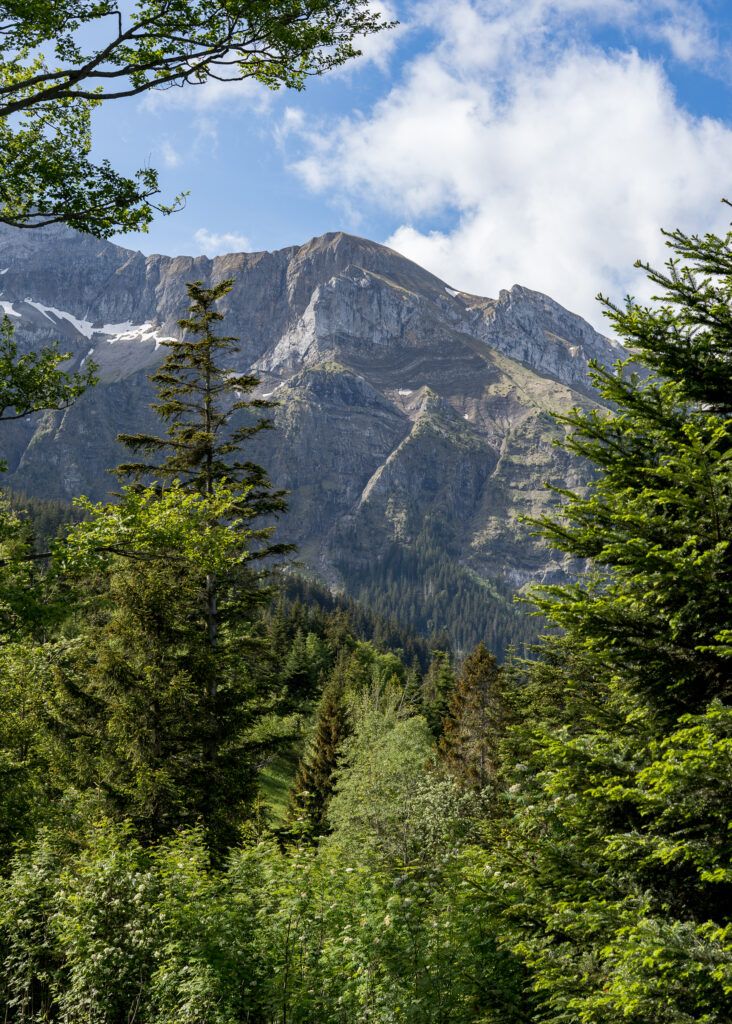 Nadelwald Lichtung, im Hintergrund felsige Bergkuppe mit blauem Himmel und weissen Quellwolken