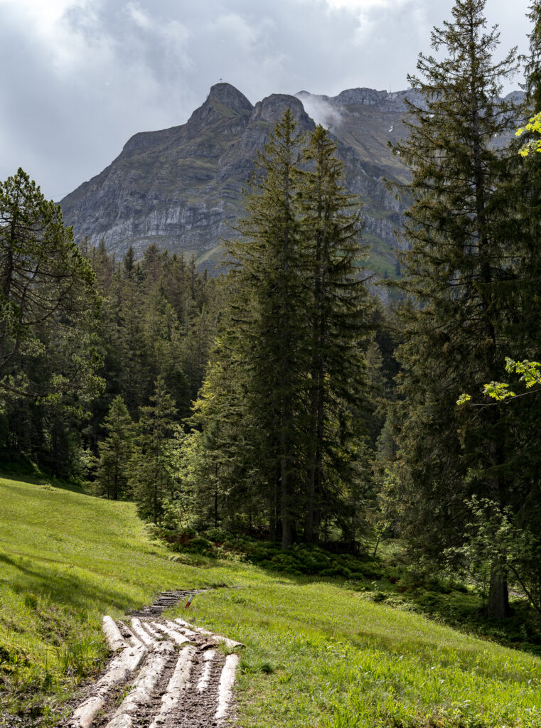 Prügelweg im Hochmoor, umgeben von Nadelbäumen, im Hintergrund Bergspitze in den Quellwolken