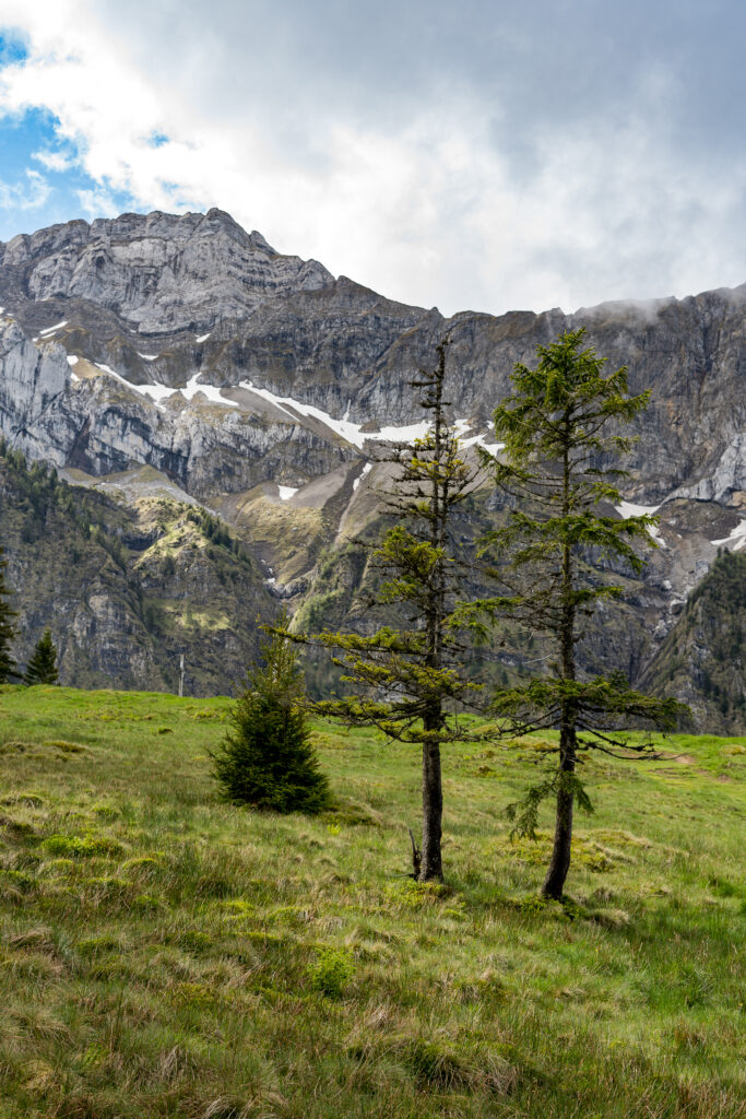 Hochmoor-Wiese mit zwei Kiefern, im Hintergrund Felsw&auml;nde mit Schnee und grauen Quellwolken