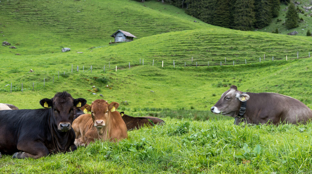 Kuhherde im saftigen Gras liegend, im Hintergrund eine Alphütte