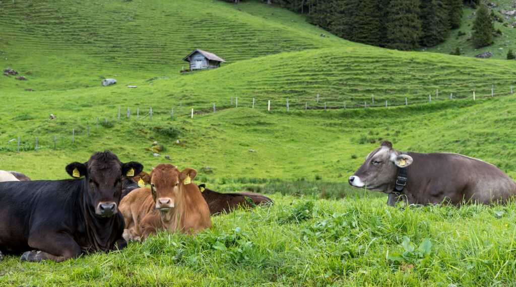 Kuhherde im saftigen Gras liegend, im Hintergrund eine Alph&uuml;tte