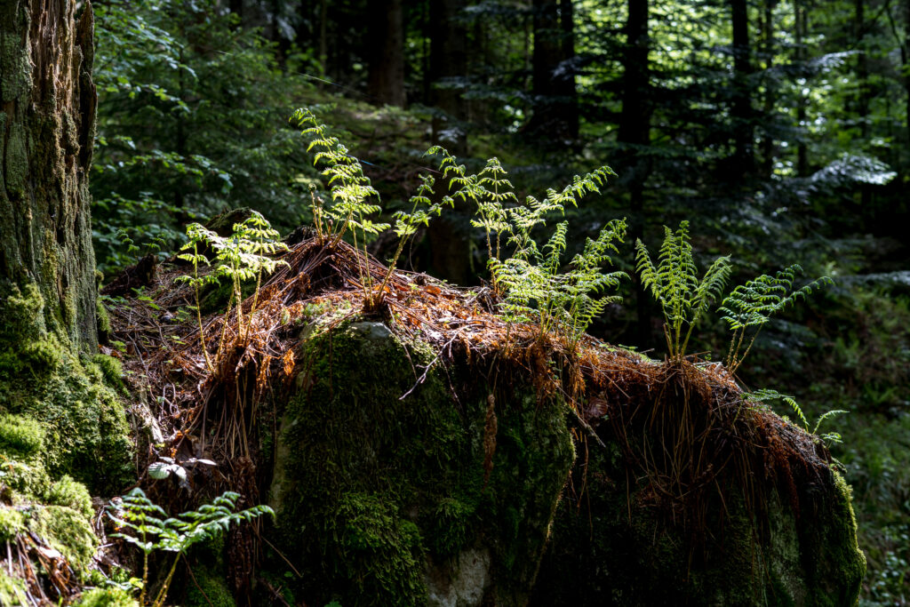 junges Farn im Gegenlicht auf einem moosüberwachsenen Steinblock im Wald