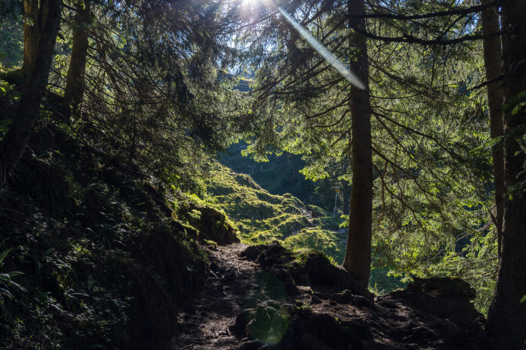 Nadelb&auml;ume im morgendlichen Gegenlicht auf dem Weg zum Pilatus