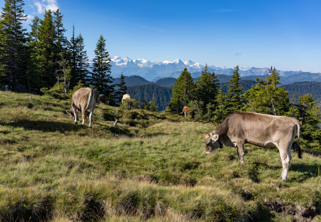 Alpweide mit grasenden K&uuml;hen, im Hintergrund schneebedeckte Berggipfel