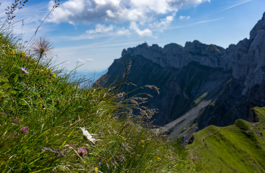 Sommer-Blumenwiese mit Bergkette im Hintergrund