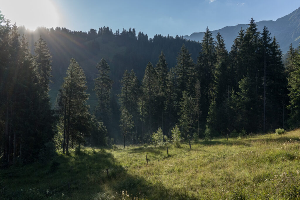 Nadelb&auml;ume im morgendlichen Gegenlicht mit taunasser Wiese