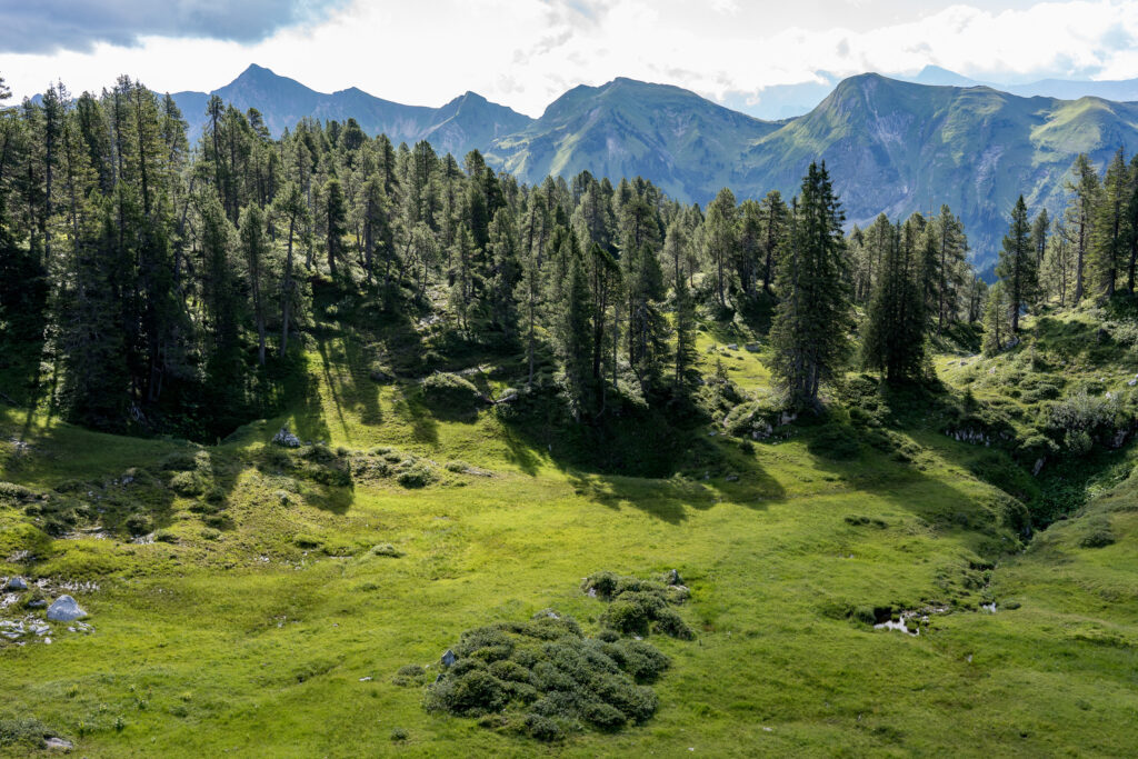 Alpwiese mit Nadelwald, im Hintergrund eine Bergkette