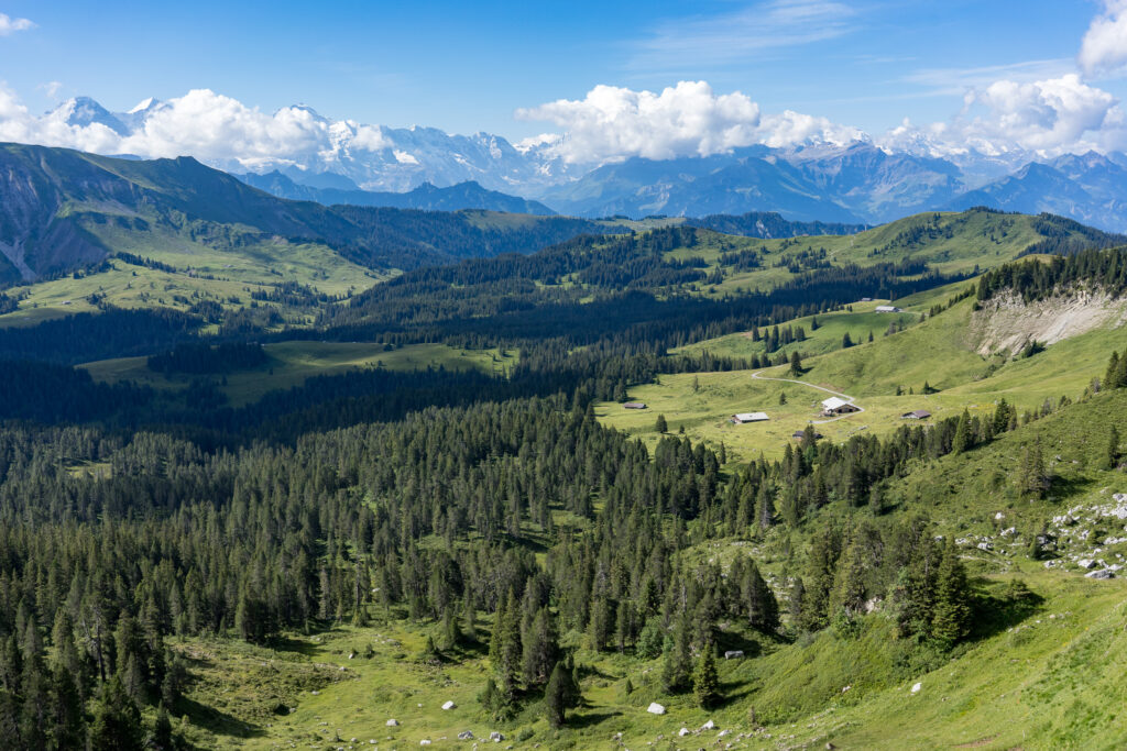 Ausblick über Alpweiden, Nadelwald und schneebedeckte Bergkette der Berner Alpen