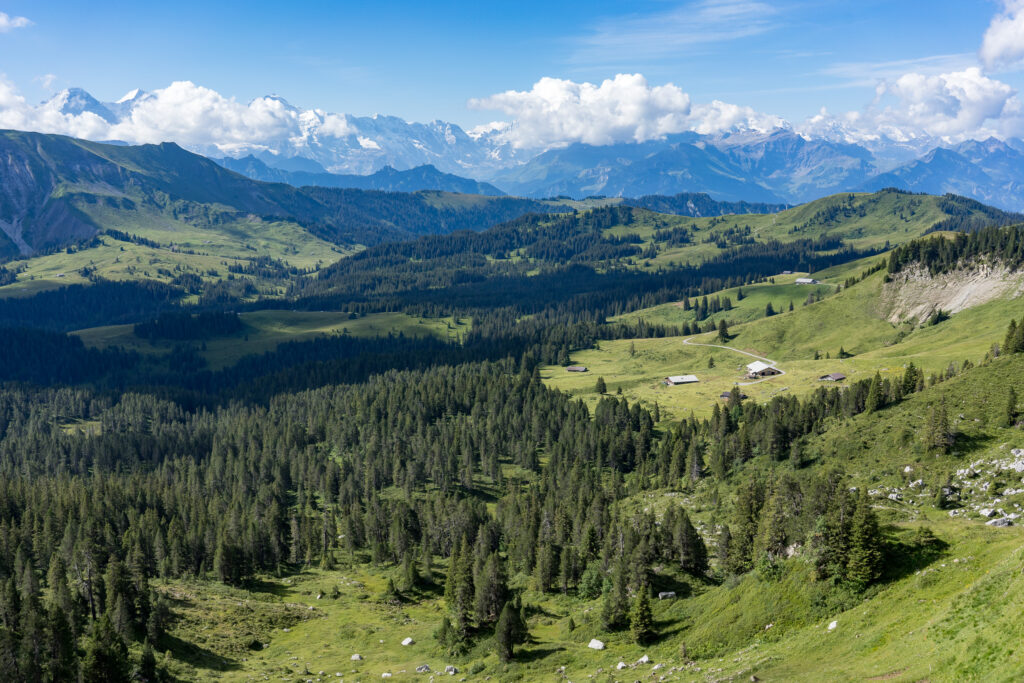 Ausblick &uuml;ber Alpweiden, Nadelwald und schneebedeckte Bergkette der Berner Alpen