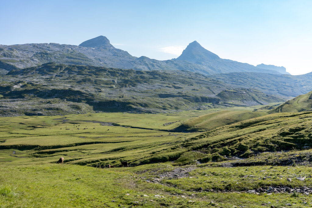 begr&uuml;nte Hochalpen-Wiese mit Karrenfeldern im Hintergrund
