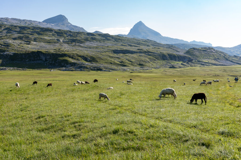 Hochmoor Landschaft mit Schafherde, im Hintergrund Karrenfelder und Berggipfel