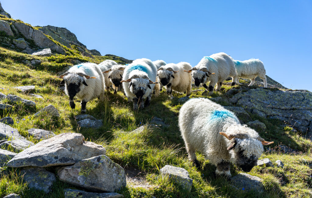 Herde mit Schwarznasen-Schafen auf einer Bergwiese mit Steinblöcken